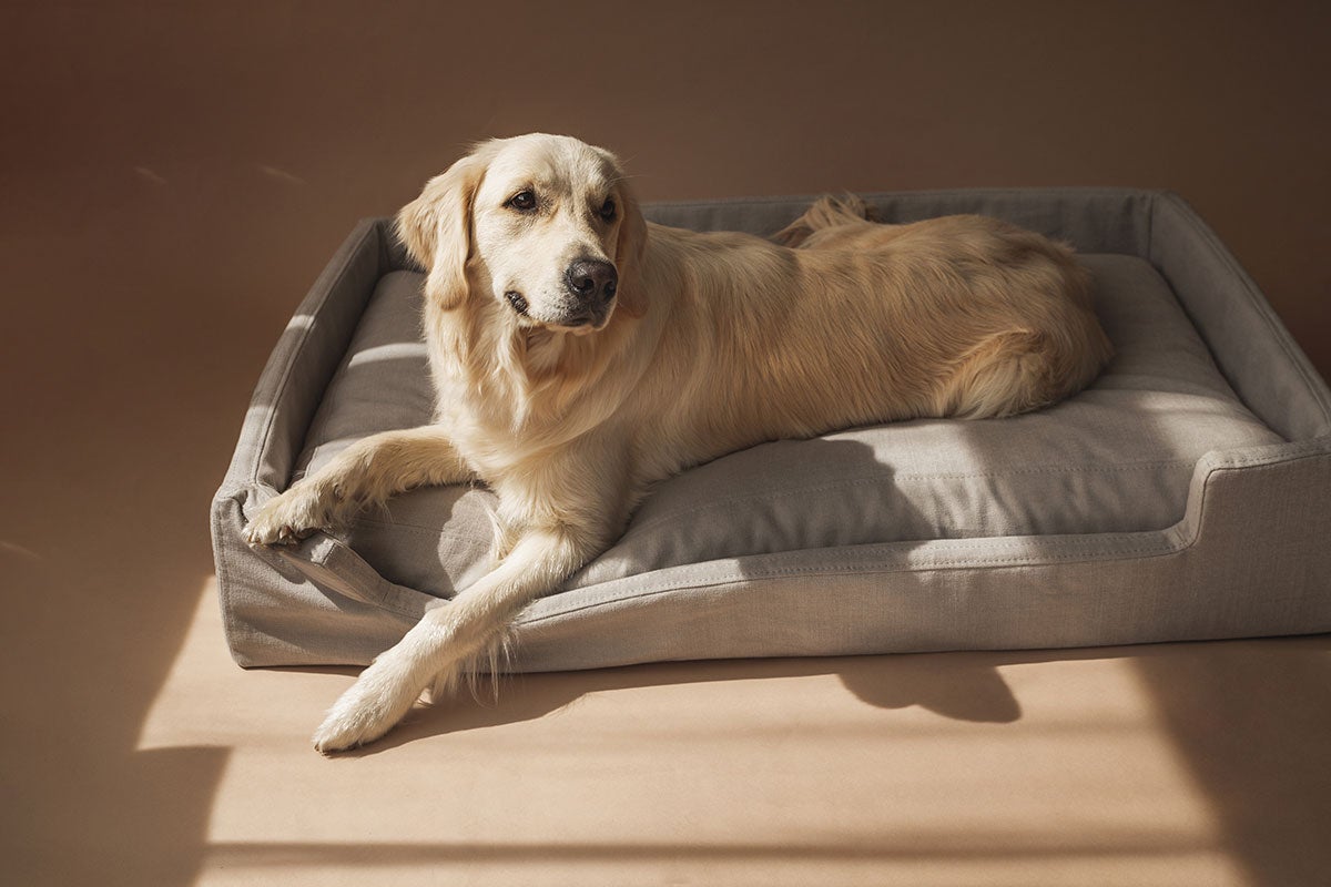 Shiba Djursäng med en Golden Retriever