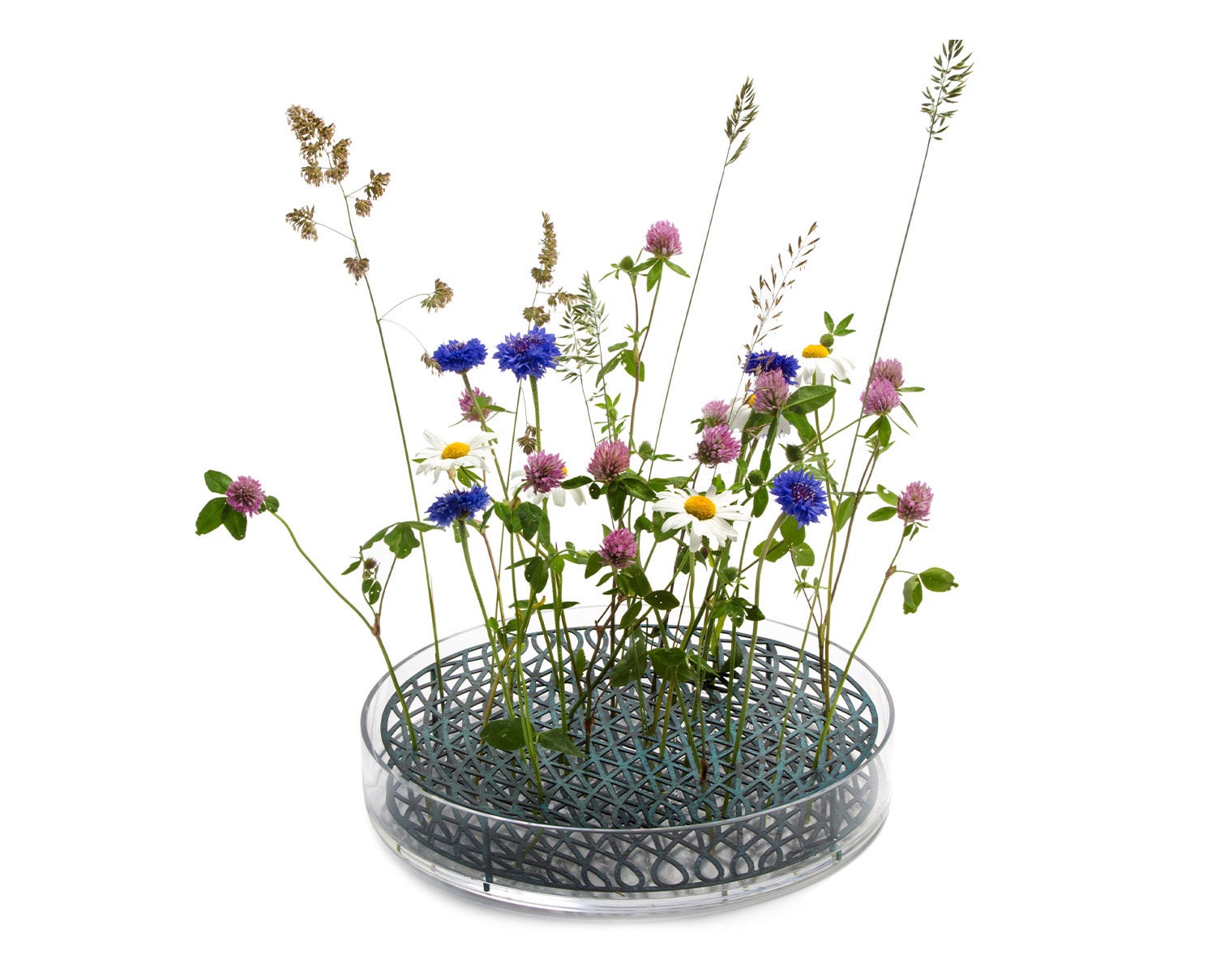 Äng-Mega-Blågrön-01